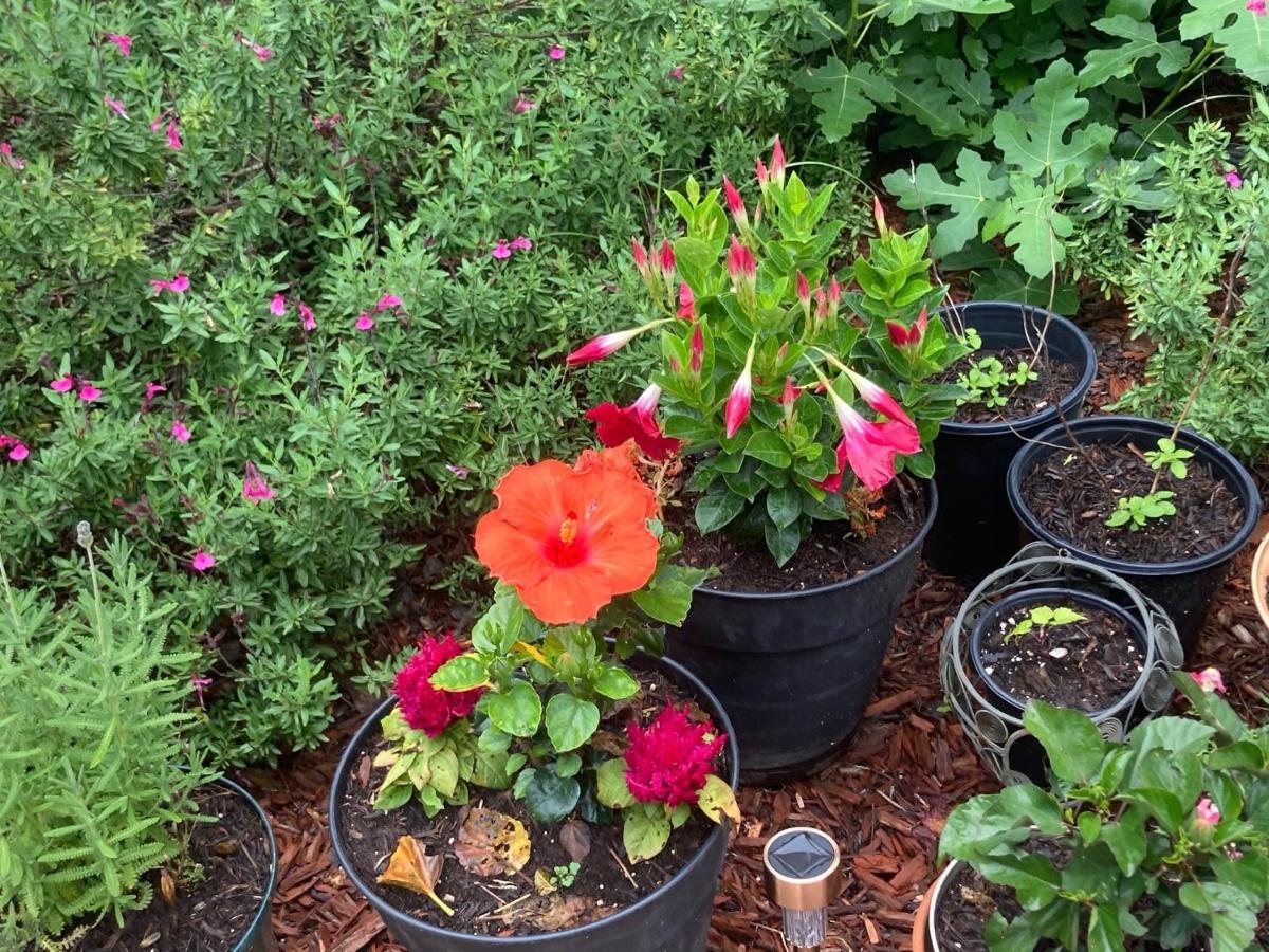 Granbury Gardens Bed And Breakfast المظهر الخارجي الصورة
